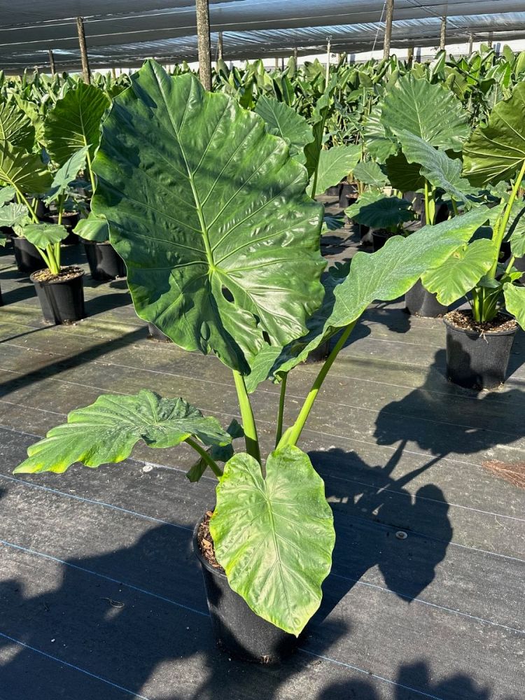 alocasia-borneo-king-elephant-ear