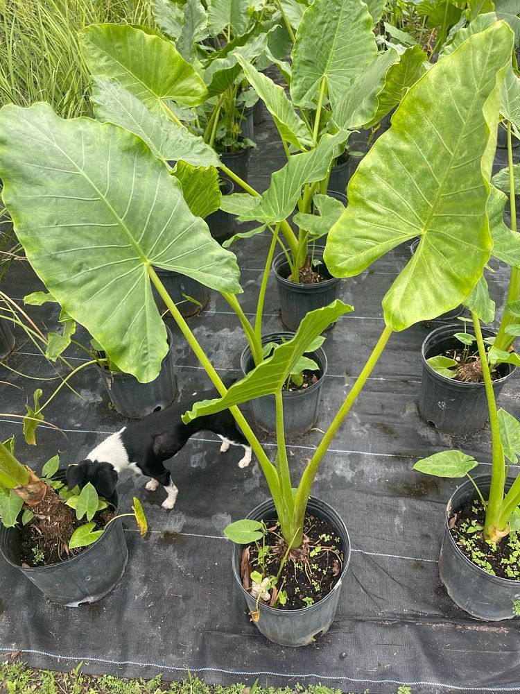 alocasia-borneo-king-elephant-ear