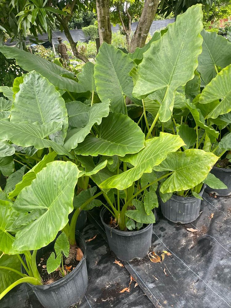 alocasia-borneo-king-elephant-ear