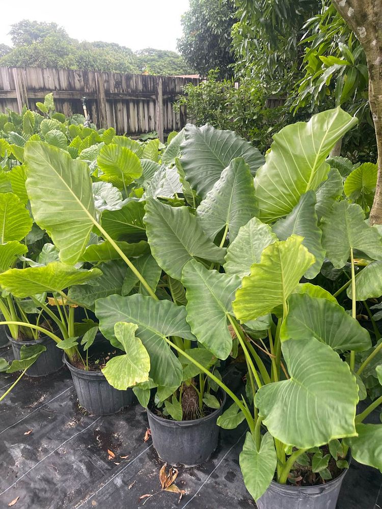 alocasia-borneo-king-elephant-ear