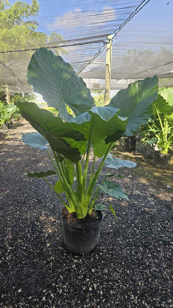 alocasia-calidora-elephant-ear