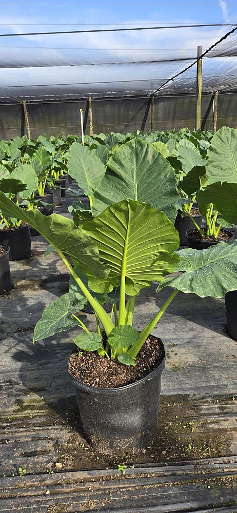 alocasia-calidora-elephant-ear