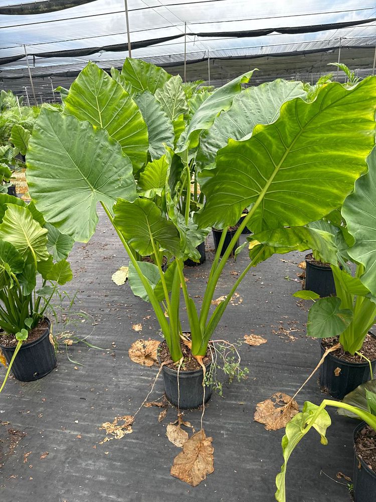 alocasia-calidora-elephant-ear