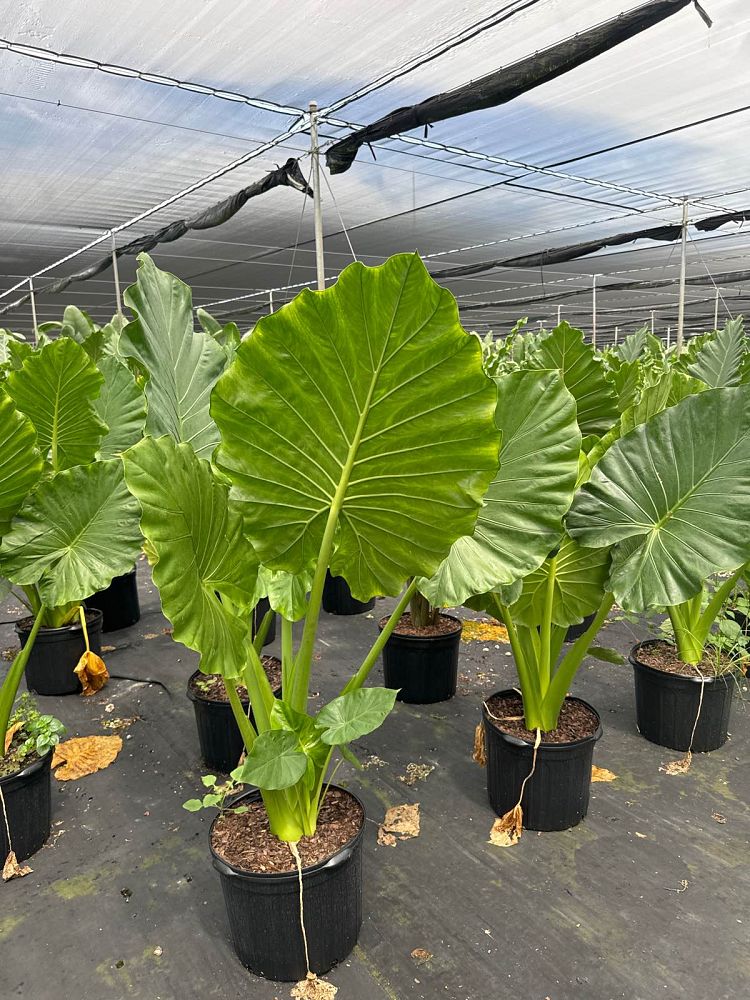 alocasia-calidora-elephant-ear