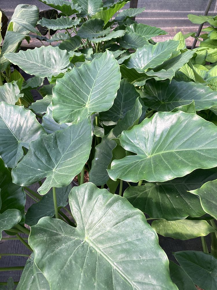 alocasia-calidora-elephant-ear