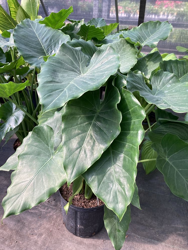 alocasia-calidora-elephant-ear