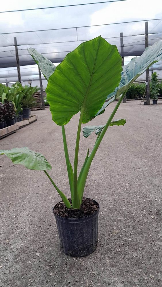 alocasia-calidora-elephant-ear