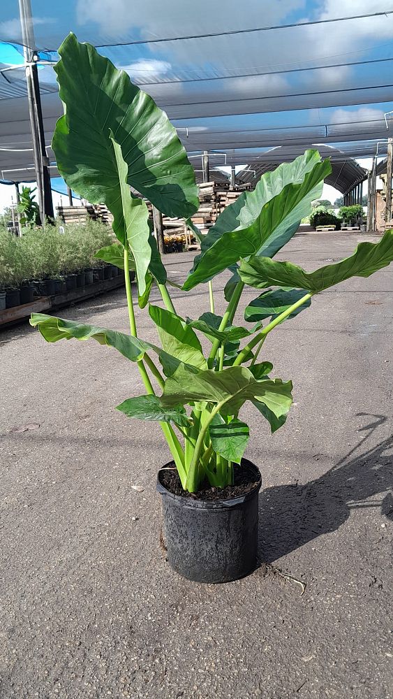 alocasia-calidora-elephant-ear