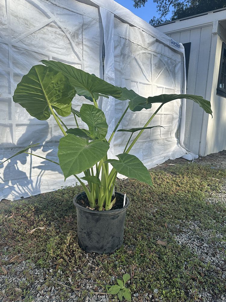 alocasia-calidora-elephant-ear