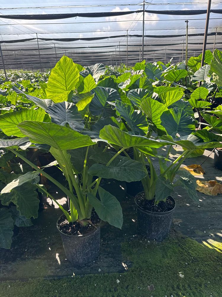 alocasia-calidora-elephant-ear