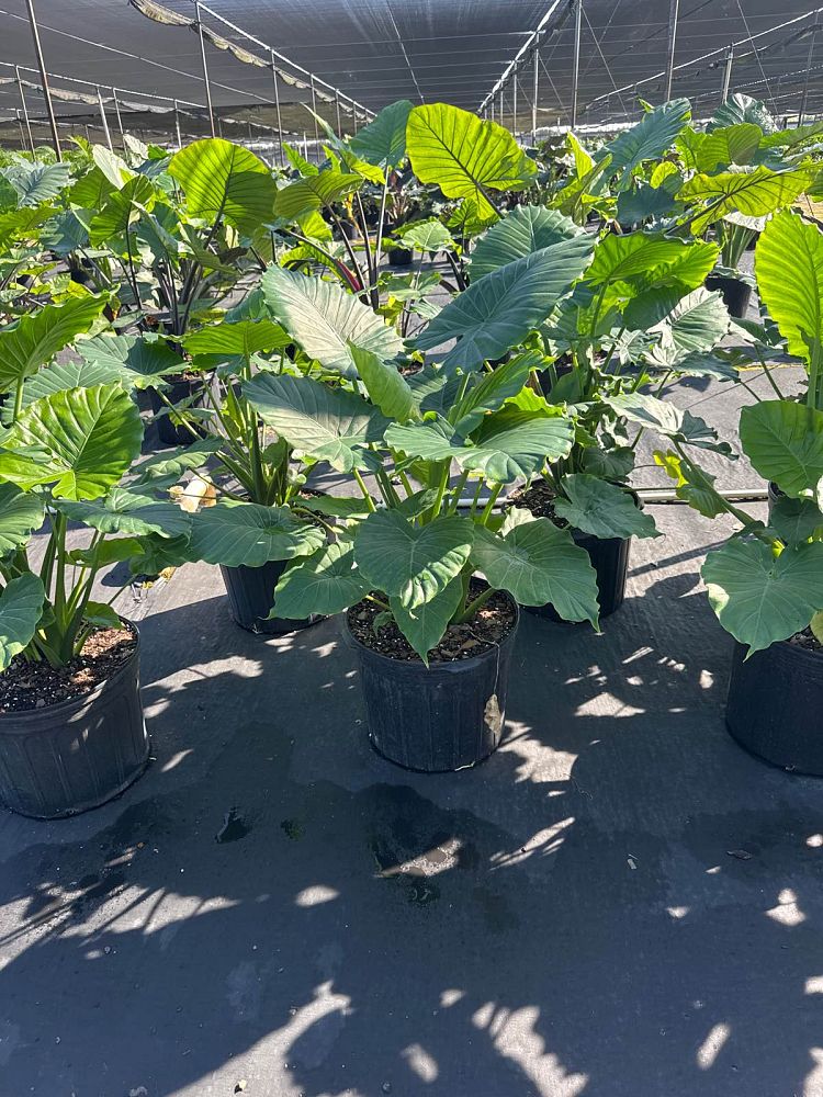 alocasia-calidora-elephant-ear