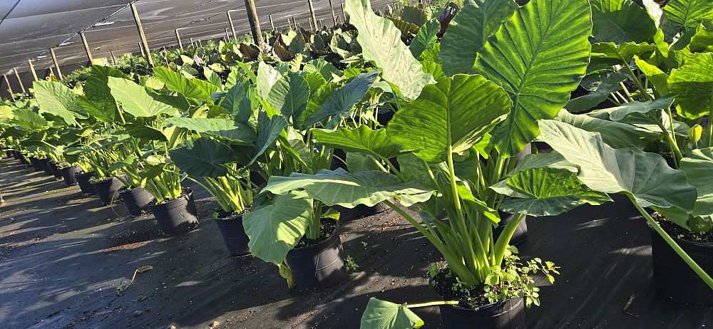 alocasia-calidora-elephant-ear