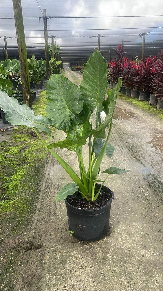 alocasia-calidora-elephant-ear