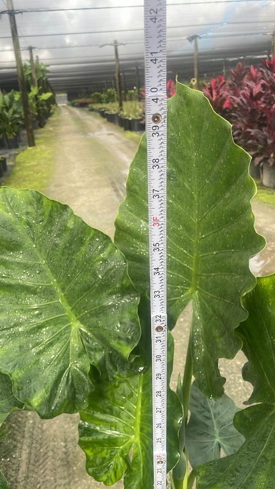 alocasia-calidora-elephant-ear