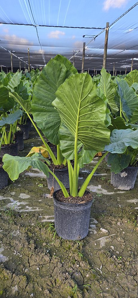 alocasia-calidora-elephant-ear