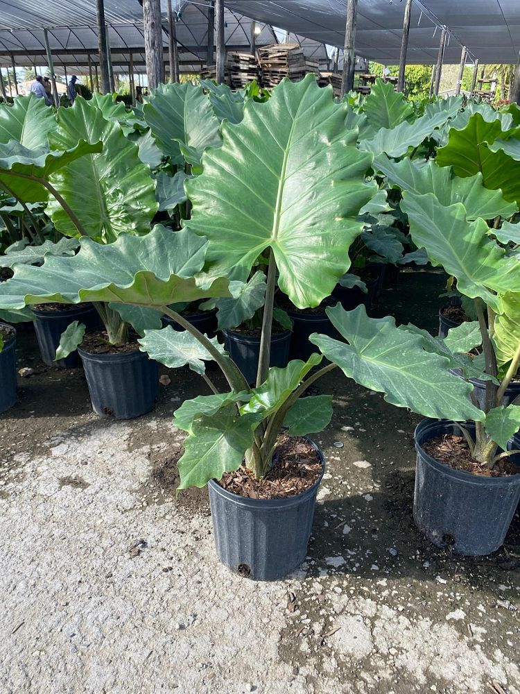 alocasia-calidora-elephant-ear