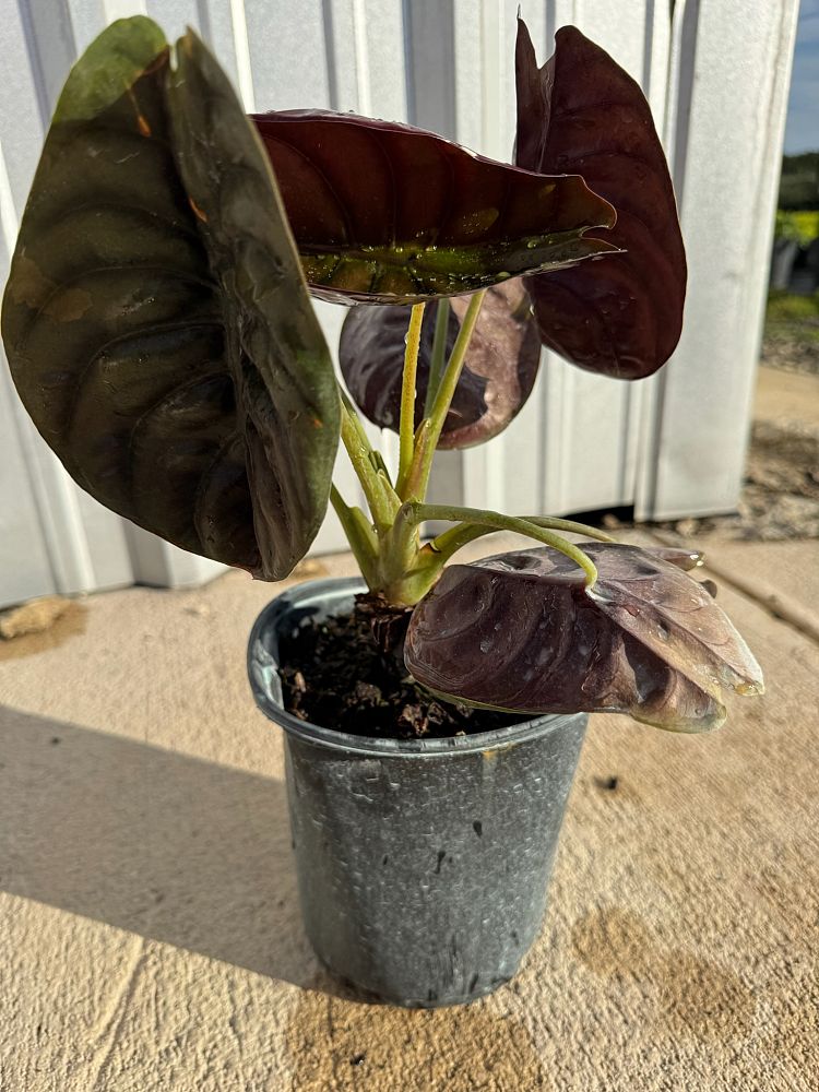 alocasia-cuprea-taro-elephant-ear