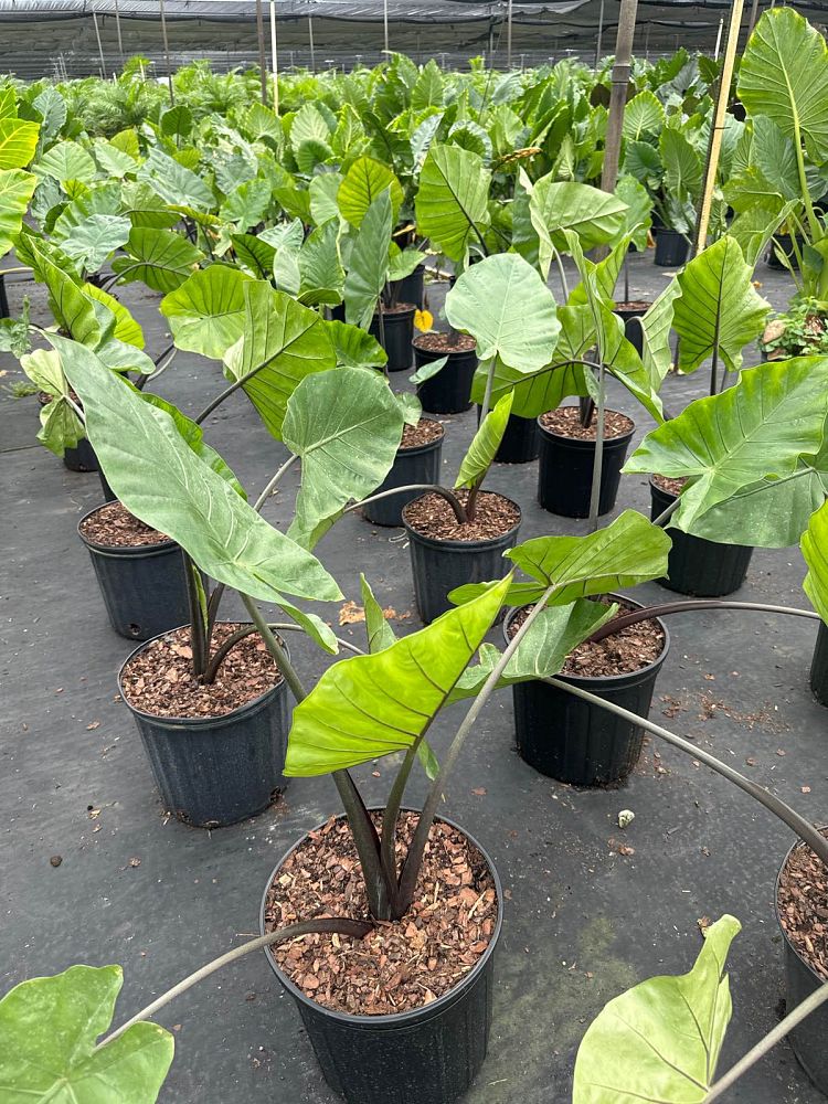 alocasia-dark-star-elephant-ear