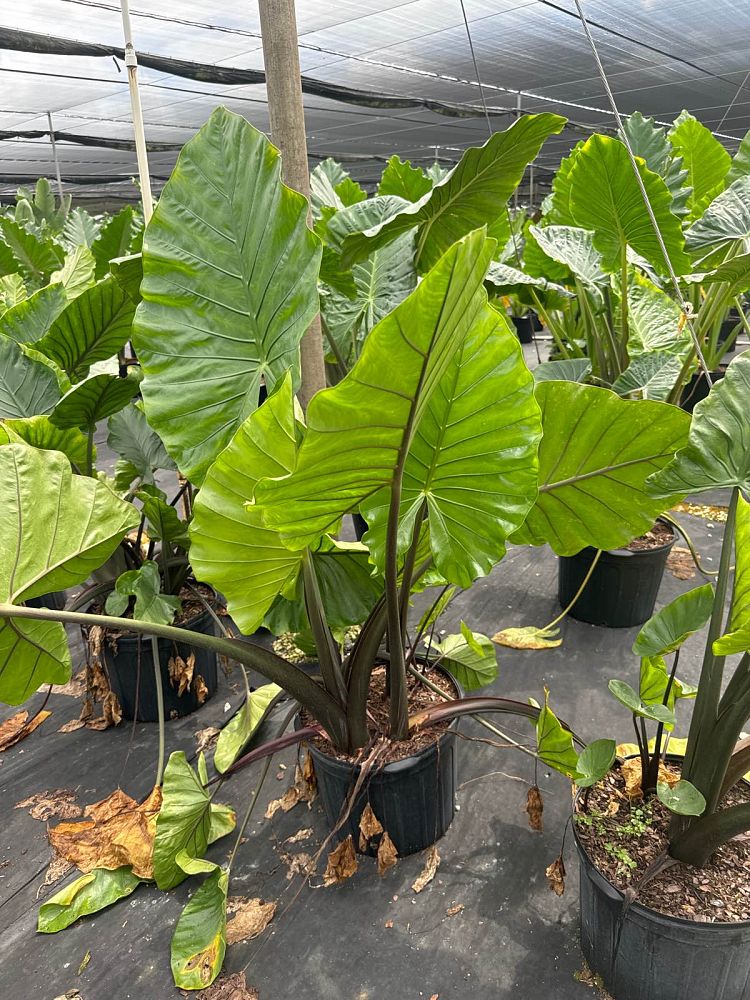 alocasia-dark-star-elephant-ear