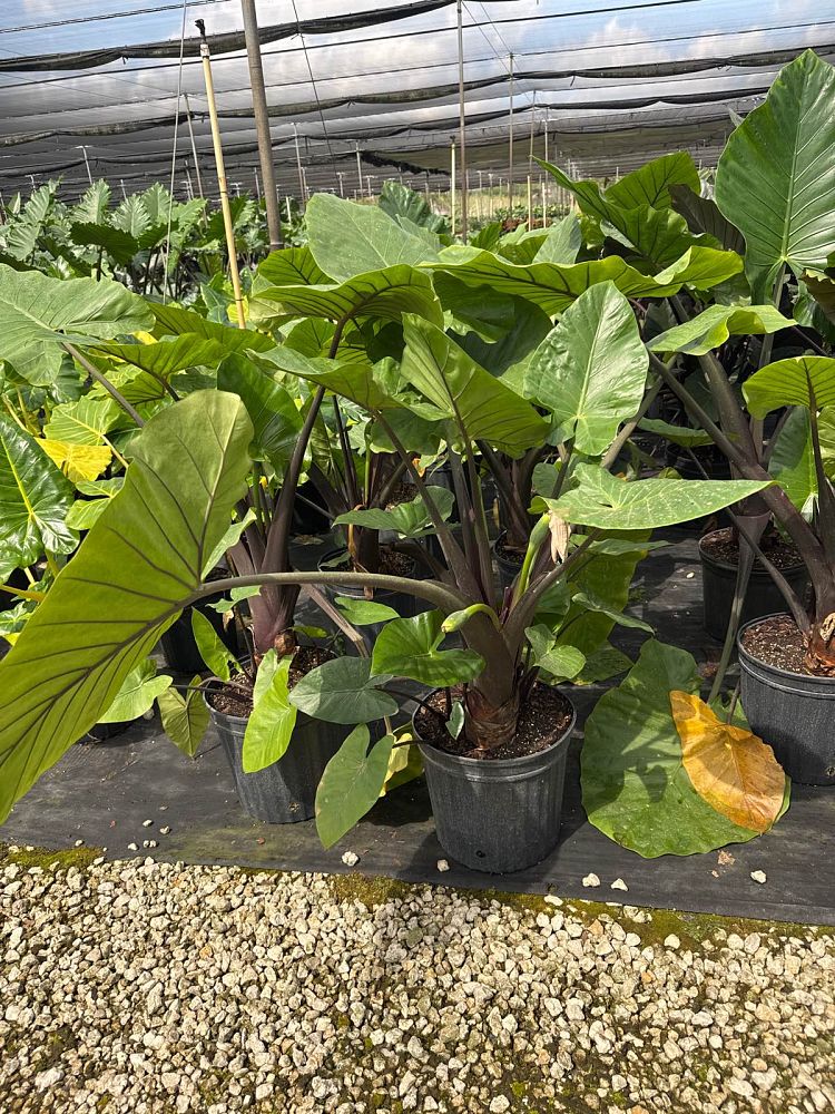 alocasia-dark-star-elephant-ear