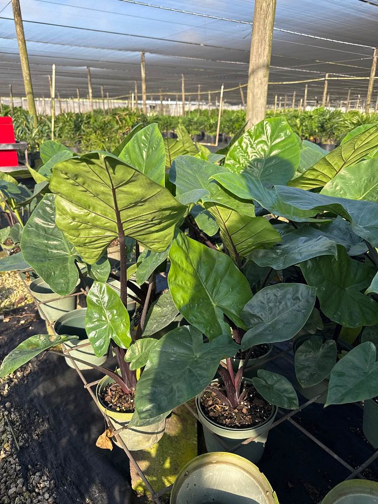 alocasia-dark-star-elephant-ear