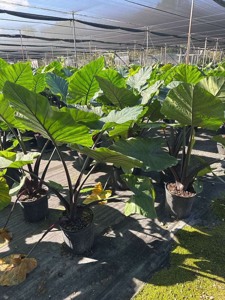 alocasia-dark-star-elephant-ear