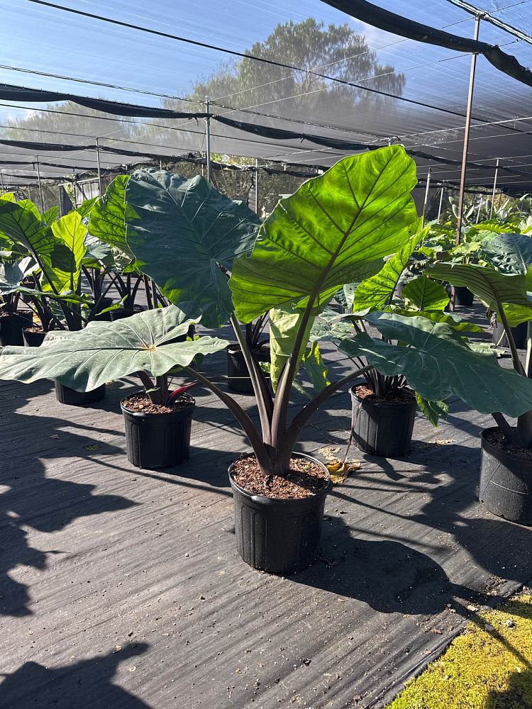 alocasia-dark-star-elephant-ear