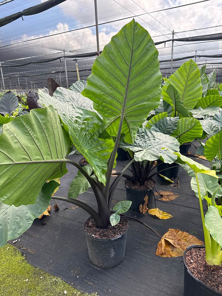 alocasia-dark-star-elephant-ear