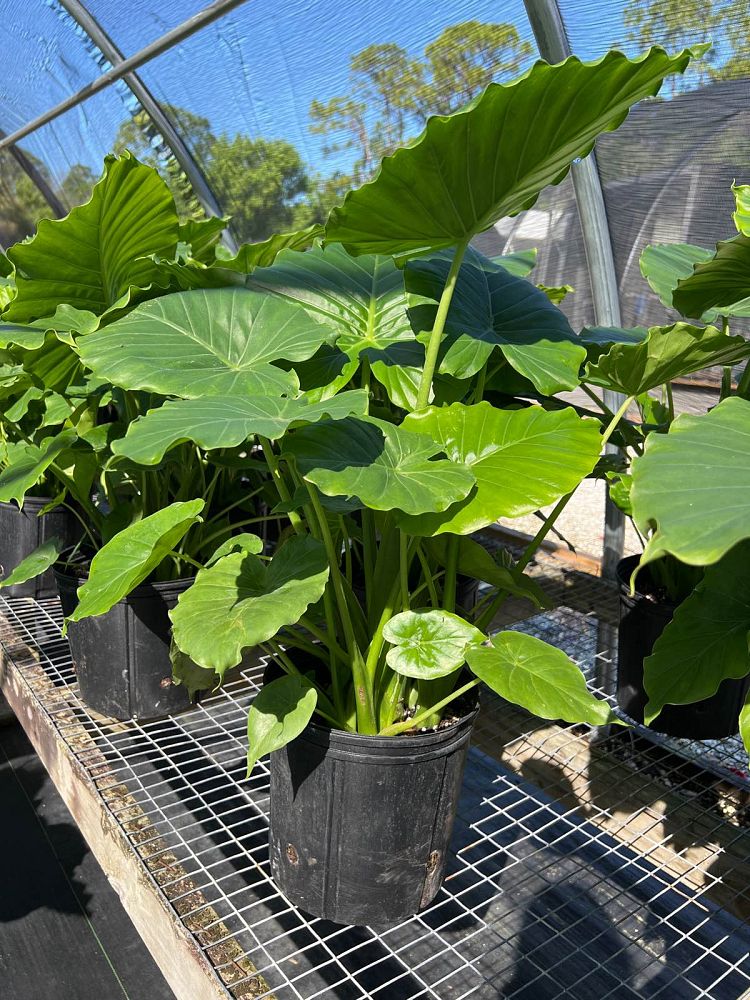 alocasia-dwarf-elephant-ear