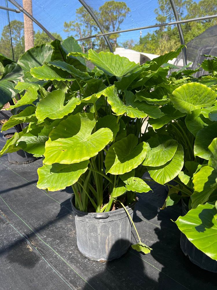 alocasia-dwarf-elephant-ear