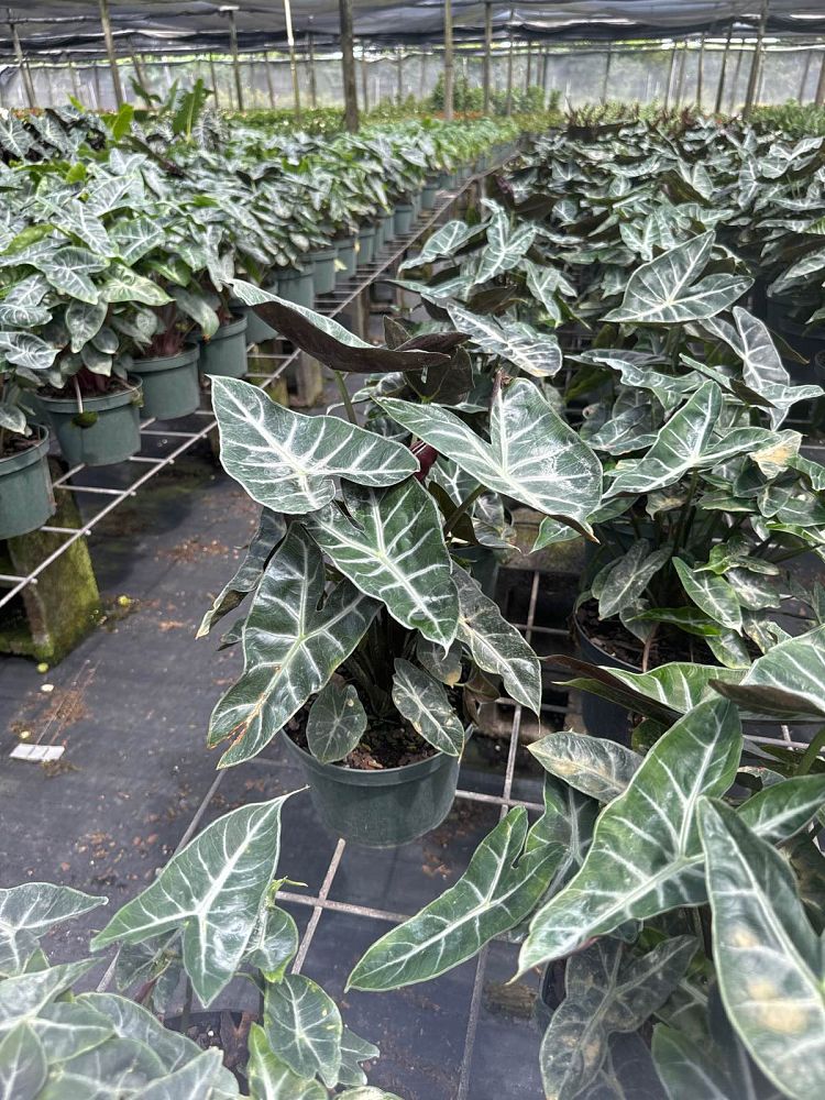 alocasia-ebony-elephant-ear