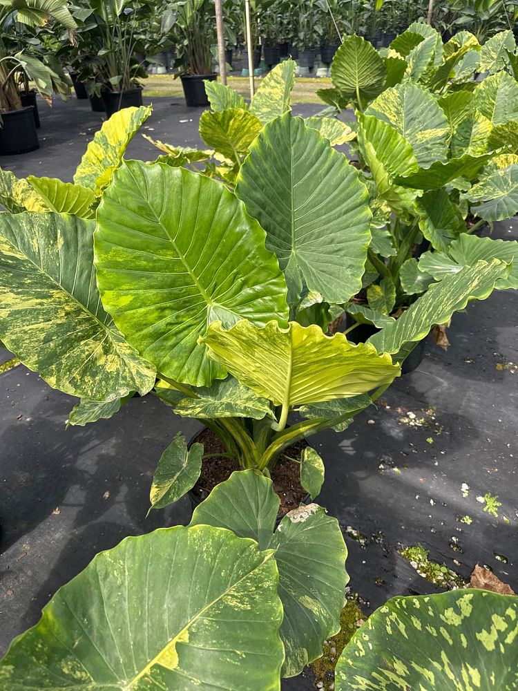 alocasia-elephant-ear-legacy-elephant-ear