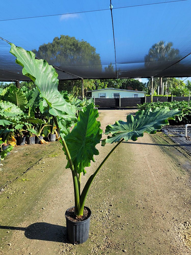 alocasia-elephant-ear