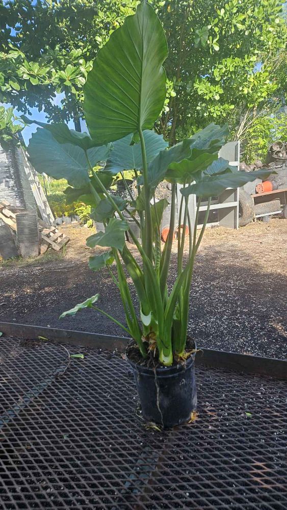 alocasia-elephant-ear