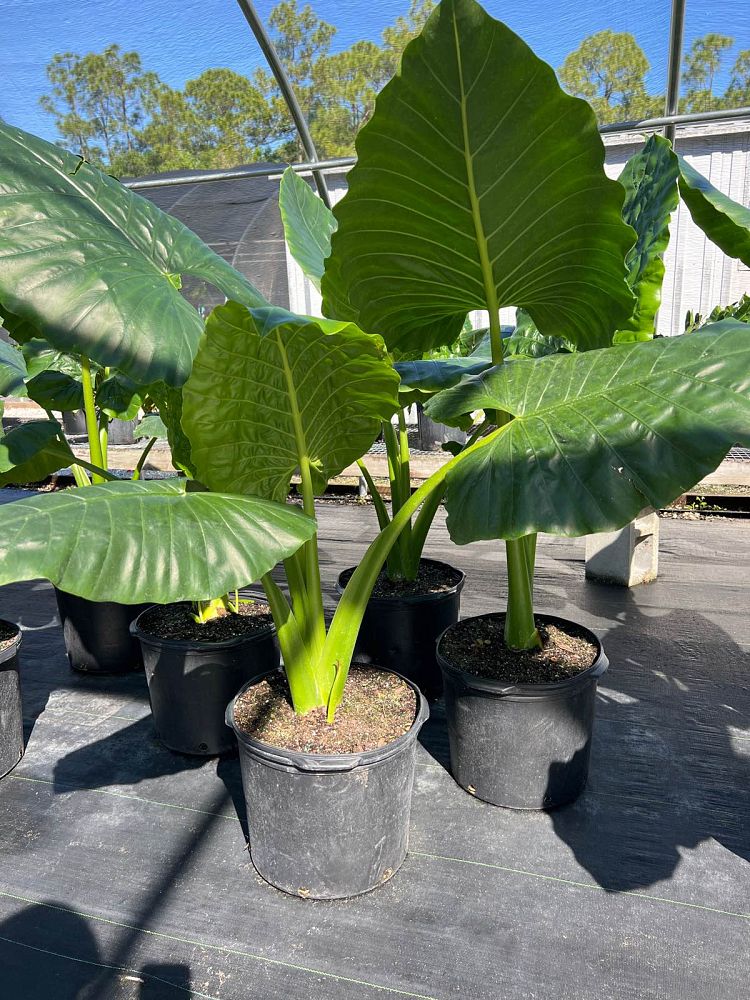 alocasia-elephant-ear