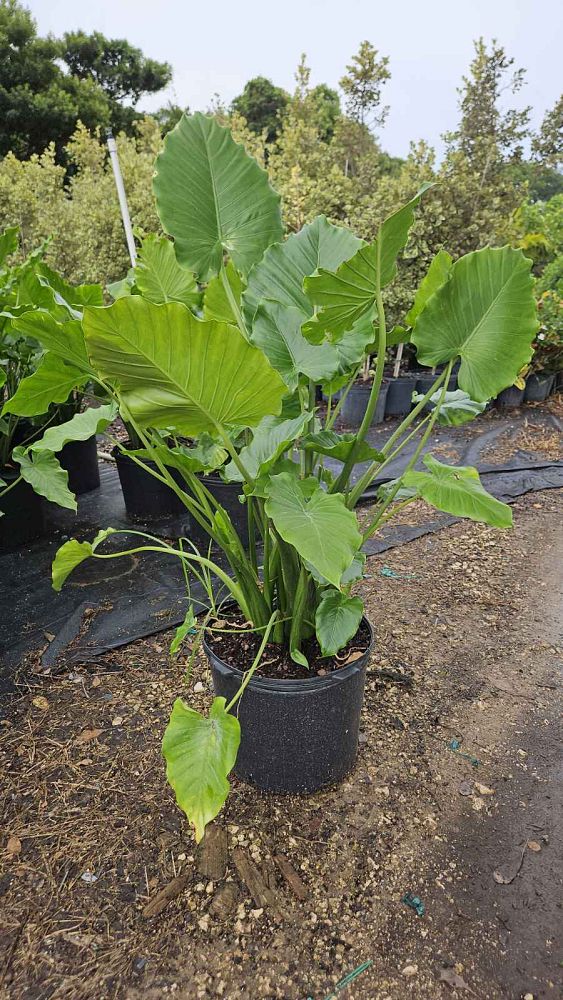 alocasia-elephant-ear