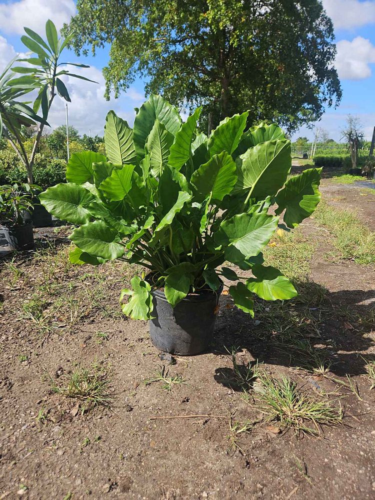 alocasia-elephant-ear