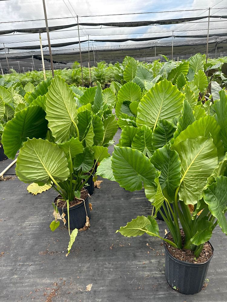 alocasia-gageana-california-elephant-ear