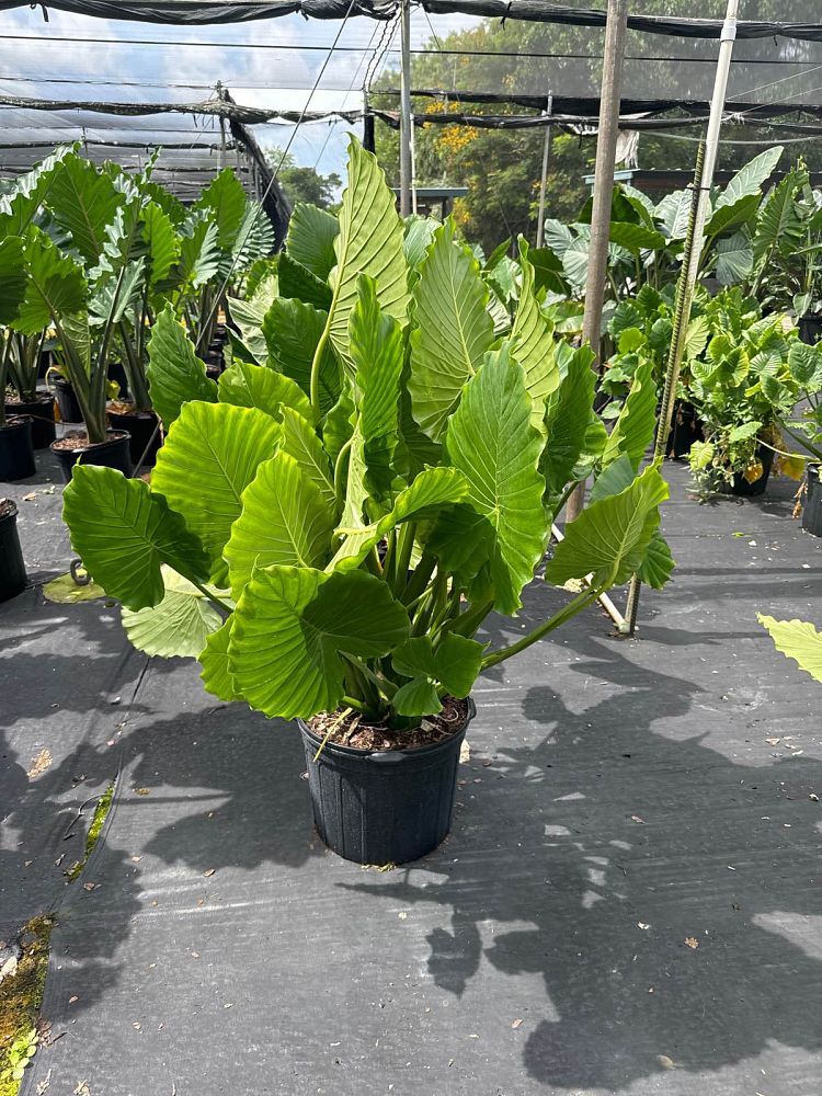 alocasia-gageana-california-elephant-ear