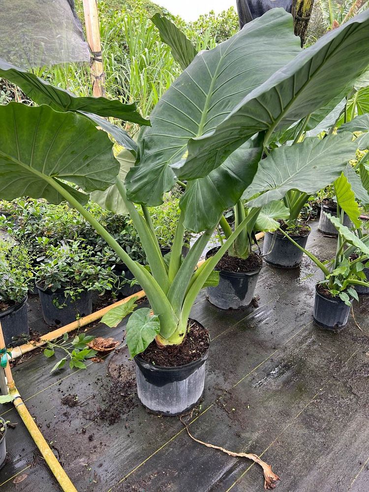 alocasia-gageana-california-elephant-ear