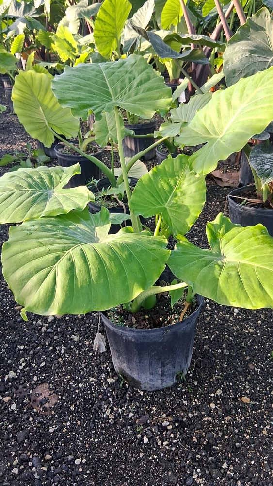 alocasia-gageana-california-elephant-ear