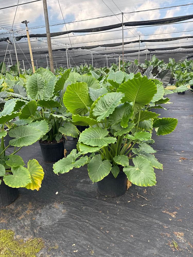 alocasia-gageana-california-elephant-ear