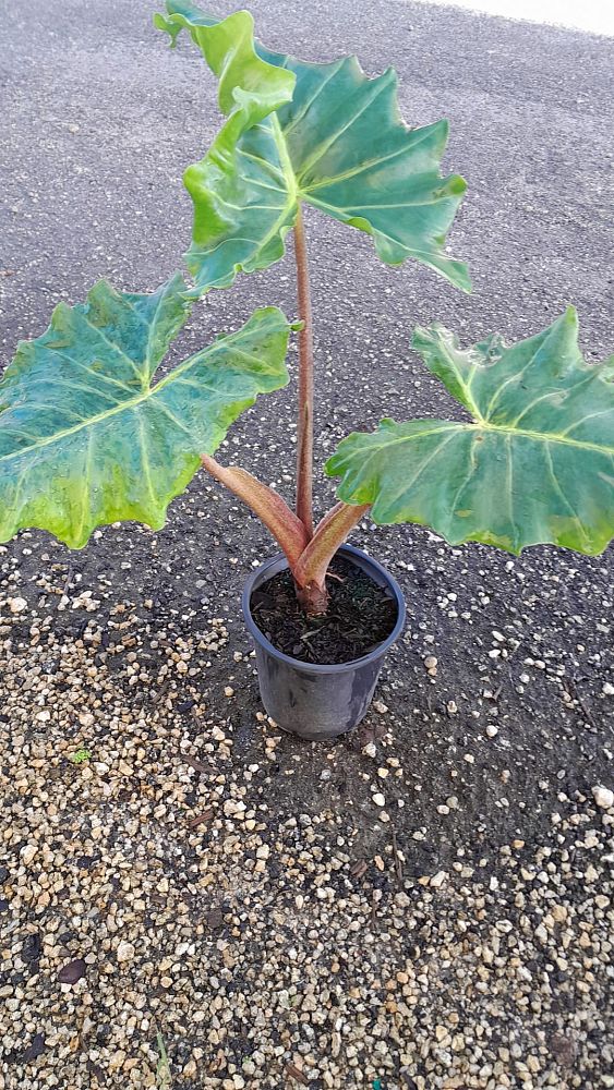 alocasia-golden-dragon-elephant-ear