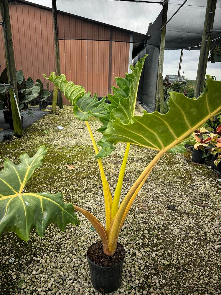 alocasia-golden-dragon-elephant-ear