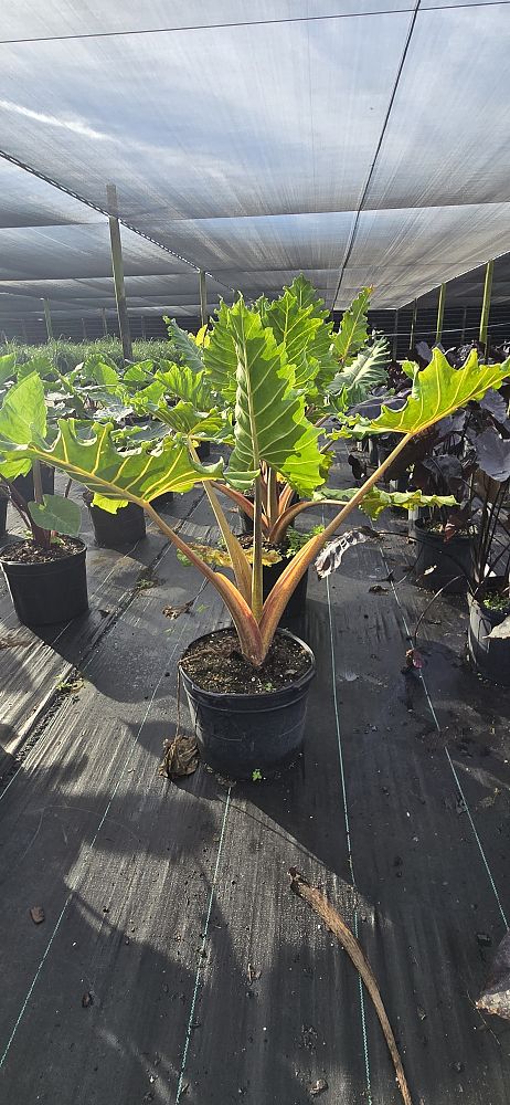 alocasia-golden-dragon-elephant-ear