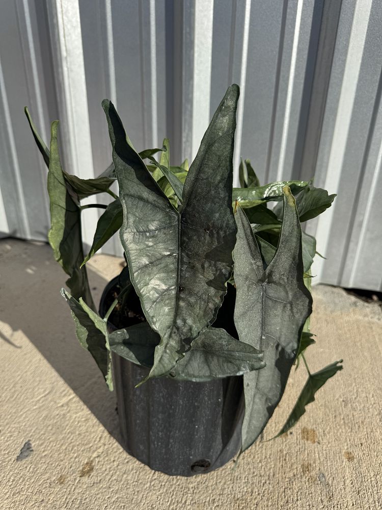 alocasia-heterophylla-dragon-s-breath-taro-elephant-ear