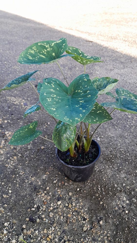 alocasia-hilo-beauty-elephant-ear