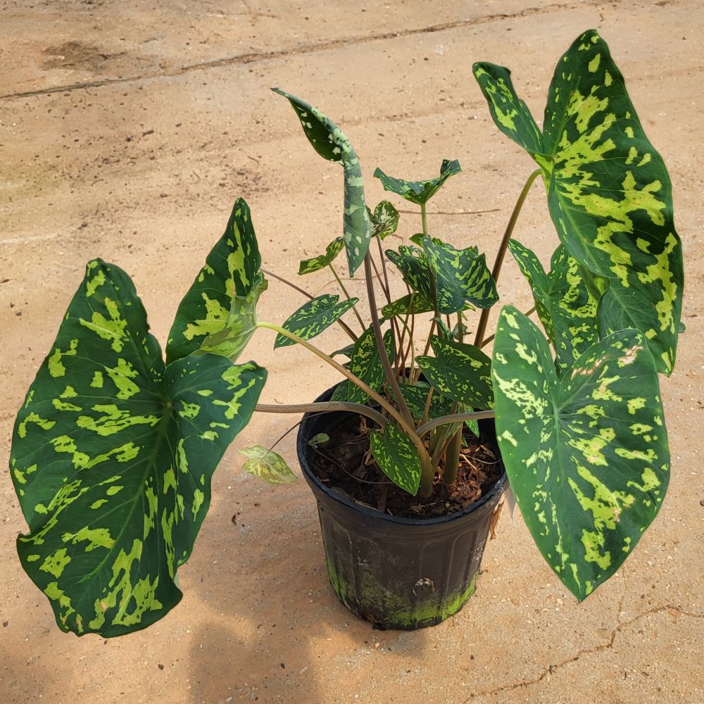 alocasia-hilo-beauty-elephant-ear