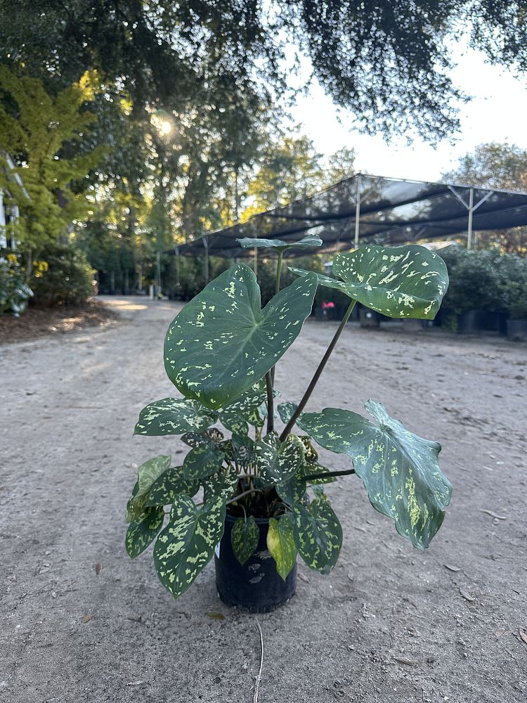 alocasia-hilo-beauty-elephant-ear