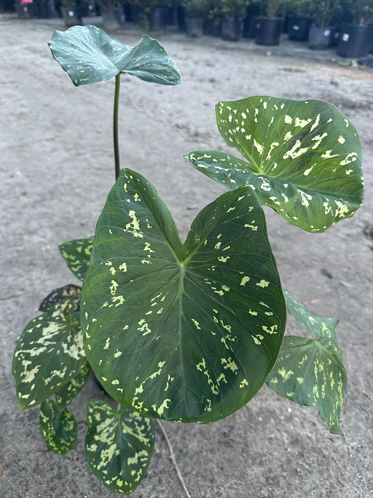 alocasia-hilo-beauty-elephant-ear